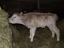 Miðhvammur Farm Stay