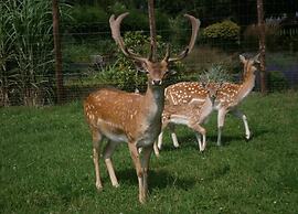 Cottage in Paliseul With Garden