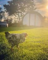 Black Knowe, Luxury Glamping, Ballycastle