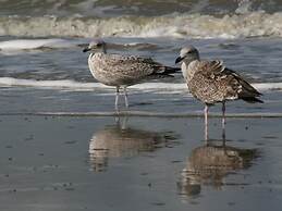 Holiday Home in De Haan