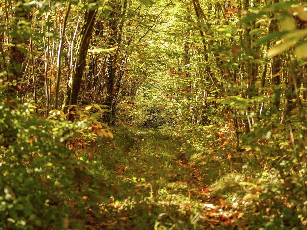 Forest Hideaway in Saint-caprais