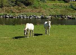 Comfortable Apartment With Terrace