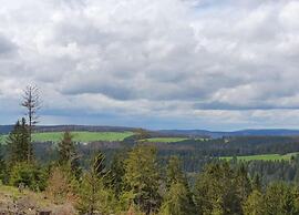 Engenstein Woodland Escape