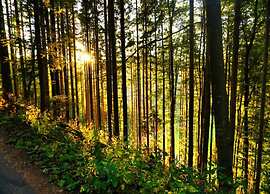 Apartment in Gutenbach With Nearby Forest