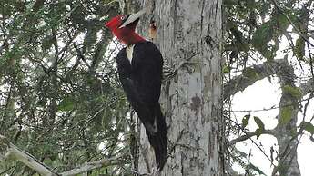 Hotel Chalés Terra Nova