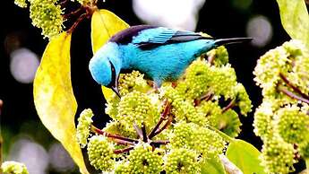 Hotel Chalés Terra Nova