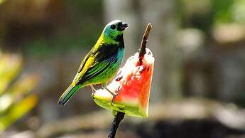 Hotel Chalés Terra Nova