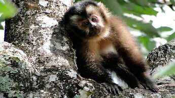 Hotel Chalés Terra Nova