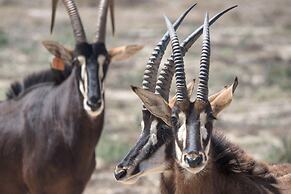 L'Ermitage Quagga Lodge