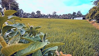 Coco Happy Farm