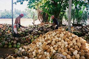 Coco Happy Farm