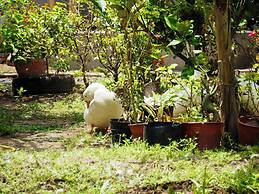 Coco Happy Farm