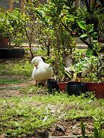 Coco Happy Farm