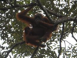 Green Lodge Tangkahan