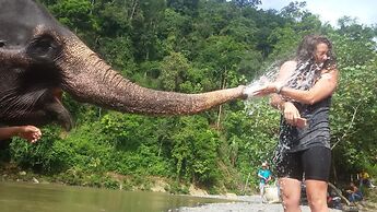 Green Lodge Tangkahan