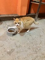 Pousada Bougainville