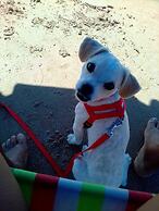 Pousada Bougainville