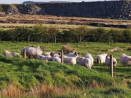 Dartmoor Barn on North Hessary Tor