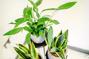 Stay With Empire- Dickson Road