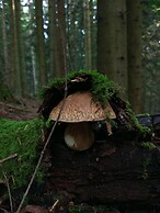 Tourist Farm Strle