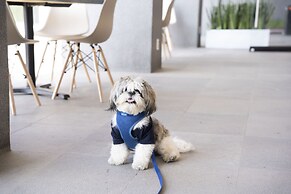 Stadía Suites Querétaro Centro Histórico