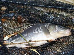 Delightful Chalet in Opglabbeek near Lake