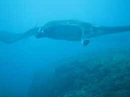 Kawans Inn Lembongan