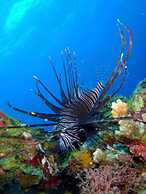 Kawans Inn Lembongan