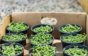 Sandy's Creations Resort