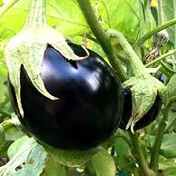 Camping Agrituristico Carso