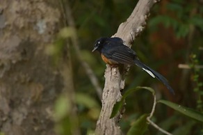 Lake View Bungalow Yala