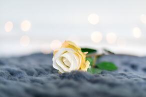 The Hollywood Beautiful 3 Bedroom House