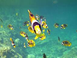 Maluhia Kahakai 2 Bedroom Condo by RedAwning