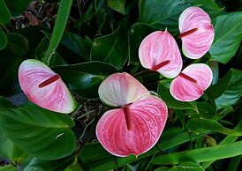 Aloha Ohia Hale 1 Bedroom Home by RedAwning