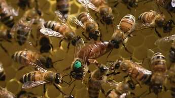 Agriturismo Borgo il Mezzanino