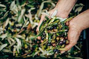 Agriturismo Borgo il Mezzanino