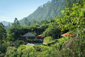 Camellia Hills