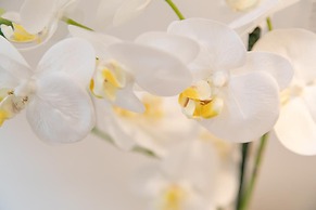 San Marco Design Suites