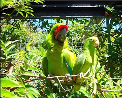 Schumann’s Resort & Park