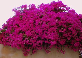 Le Triskell Auberge - Hostel