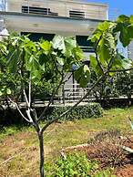 Lemon Tree Apartments