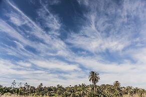Royal Palm