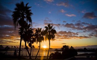 Royal Palm