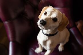 The Industrialist Hotel, Pittsburgh, Autograph Collection