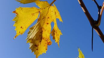Il Poggiarello Toscano