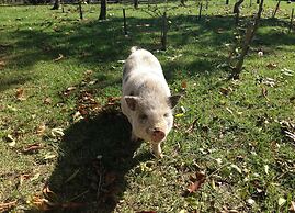 Historical Residence il Biribino 27 People