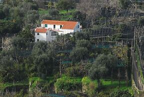 Old Farmhouse Set In A Citrus Grove