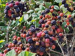 Location Sardinia Borgo Antico XIX