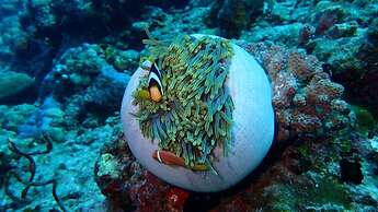 Midsummer Thulusdhoo