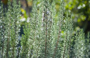 Etna Holiday Home,studio Melograno